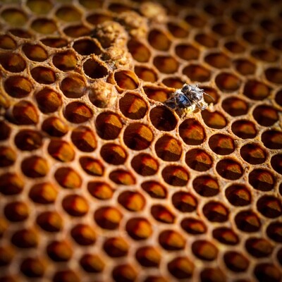Bienengeburt - Druck auf Leinwand 
60x60 cm