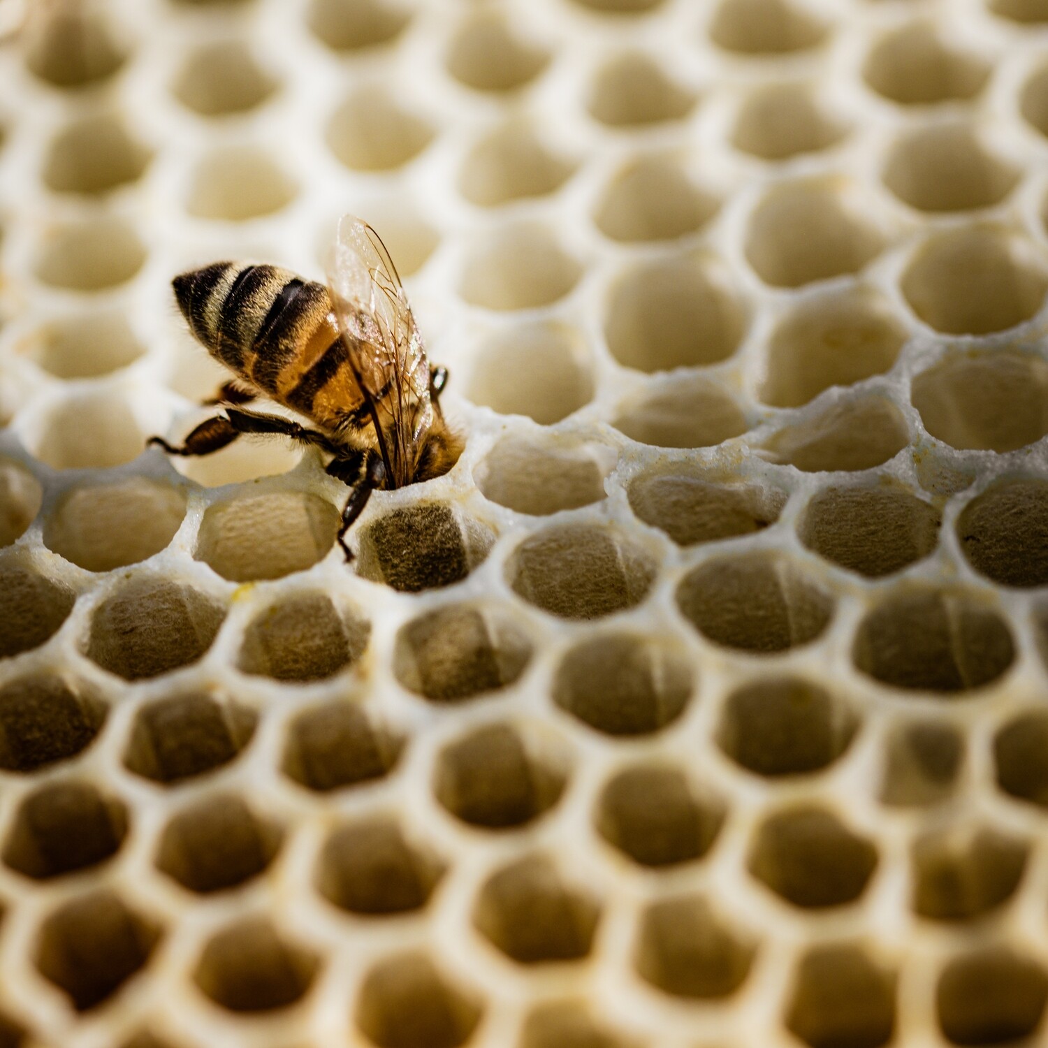 Wabe mit Biene - Druck auf Leinwand 
60x60 cm