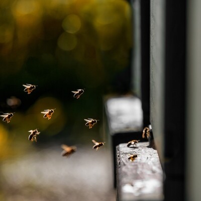 Bienenschwarm - Druck auf Leinwand
60x60 cm Bienenschwarm - Druck auf Leinwand
60x60 cm