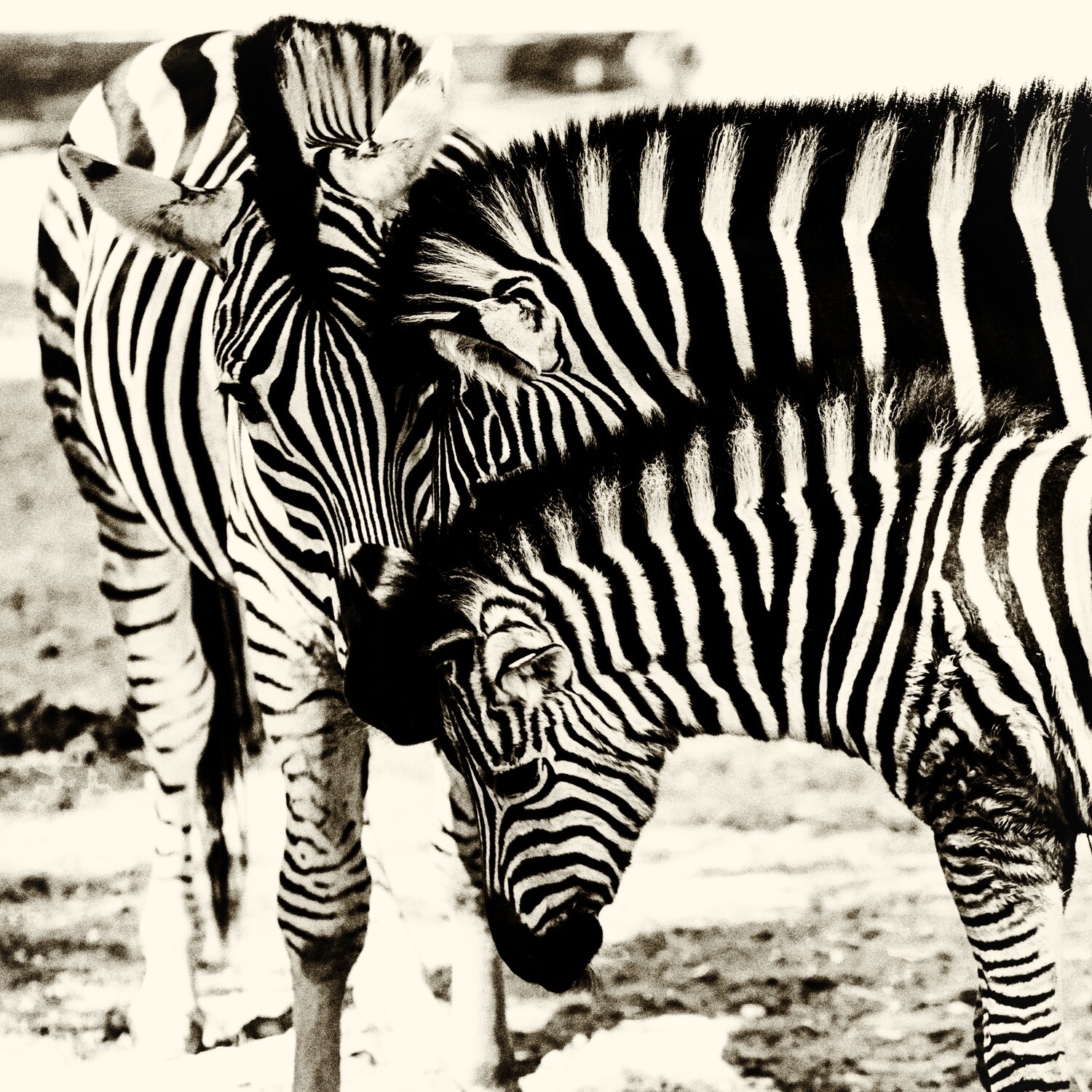 Zebras - Druck auf Leinwand 
60x60 cm