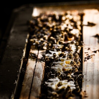Fleißige Bienen - Druck auf Leinwand 
60x60 cm