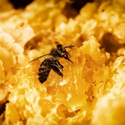 Bienenschmaus - Druck auf Leinwand 
60x60 cm