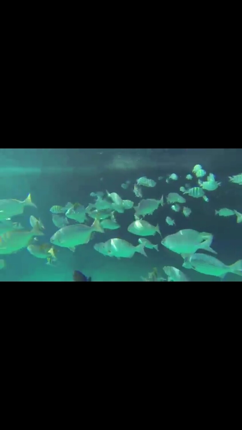 AQUANAUTAS