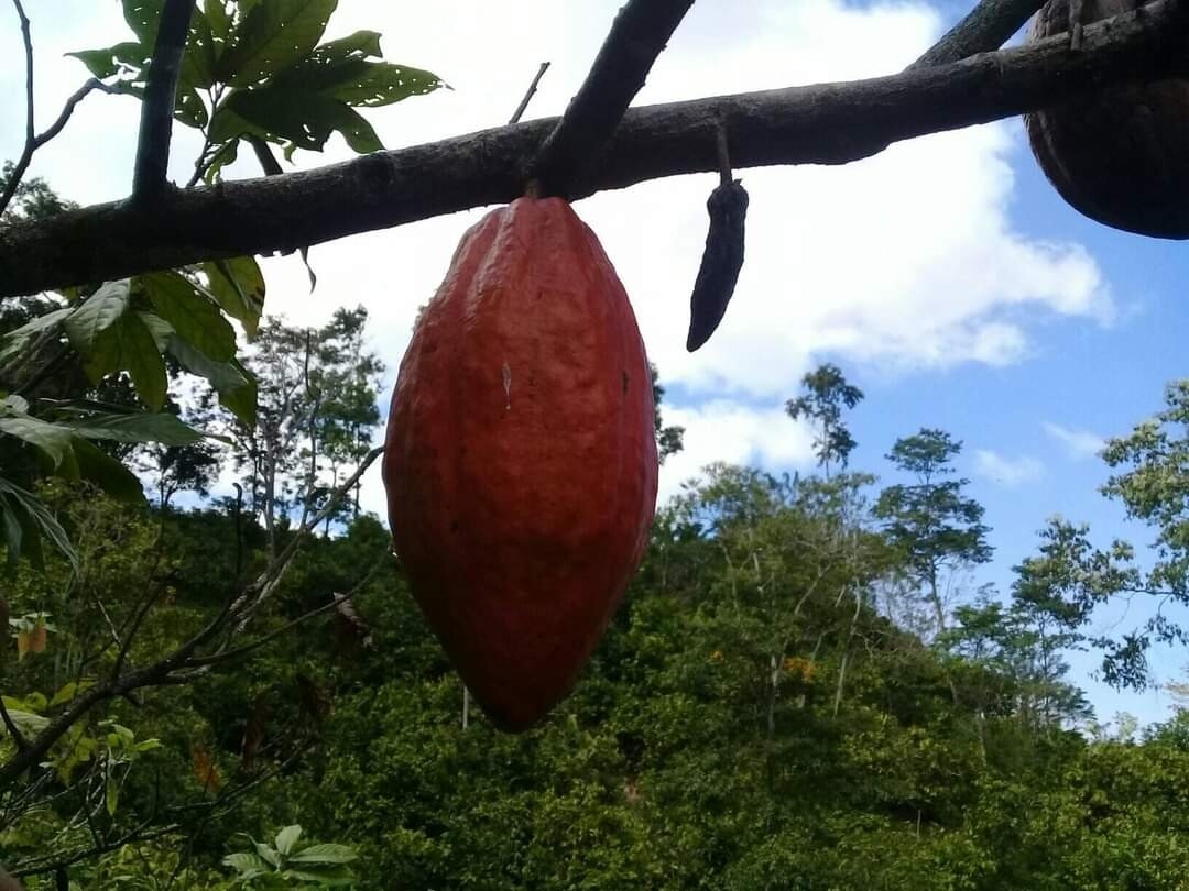 Tour Del Chocolate