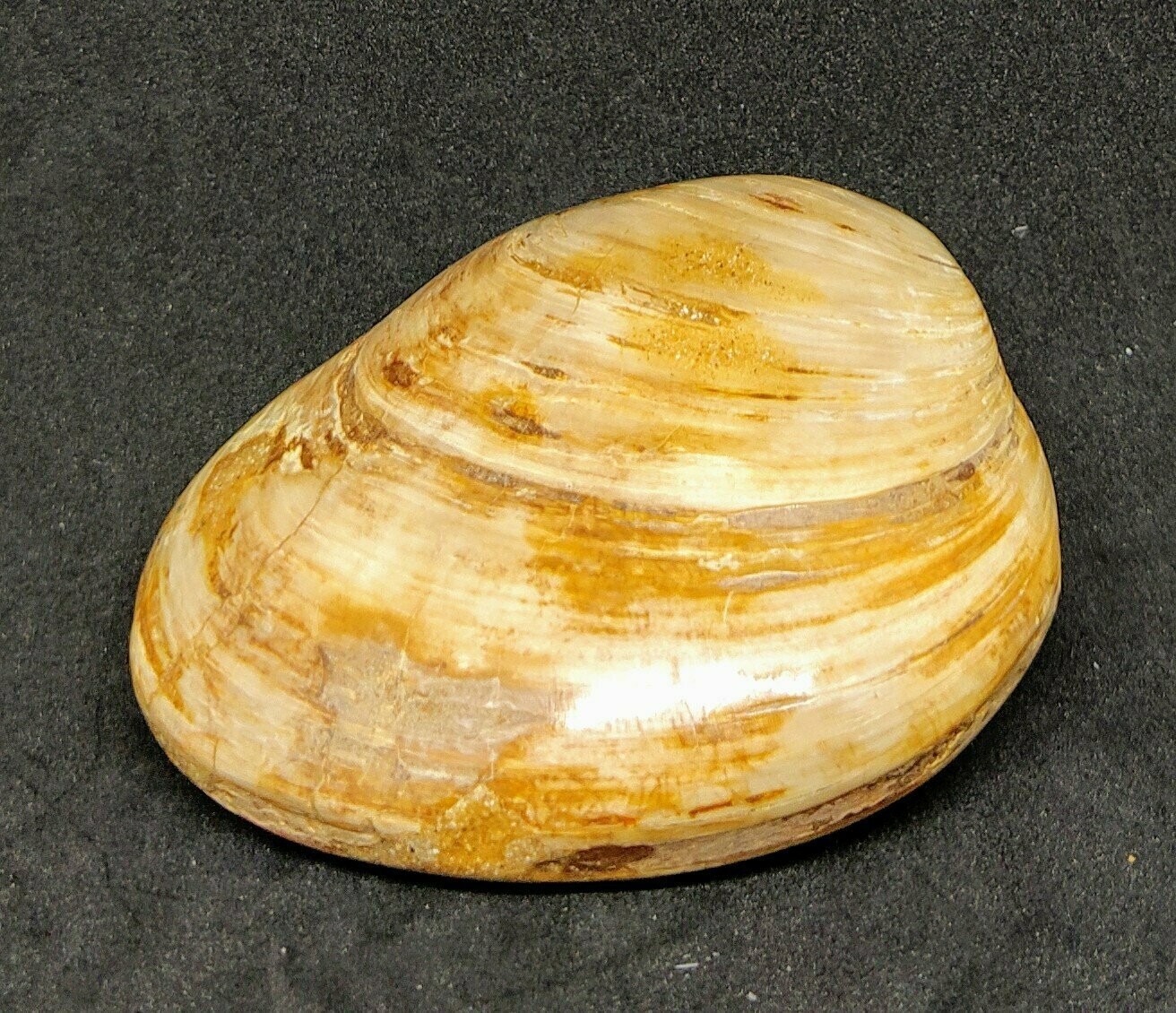 Almeja fósil