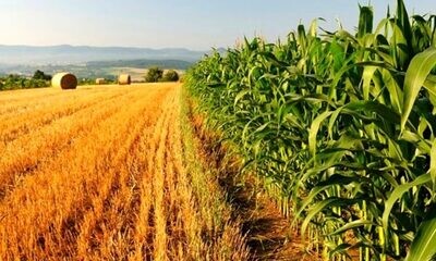 Agricoltura