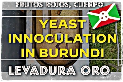 Burundi Levadura Oro