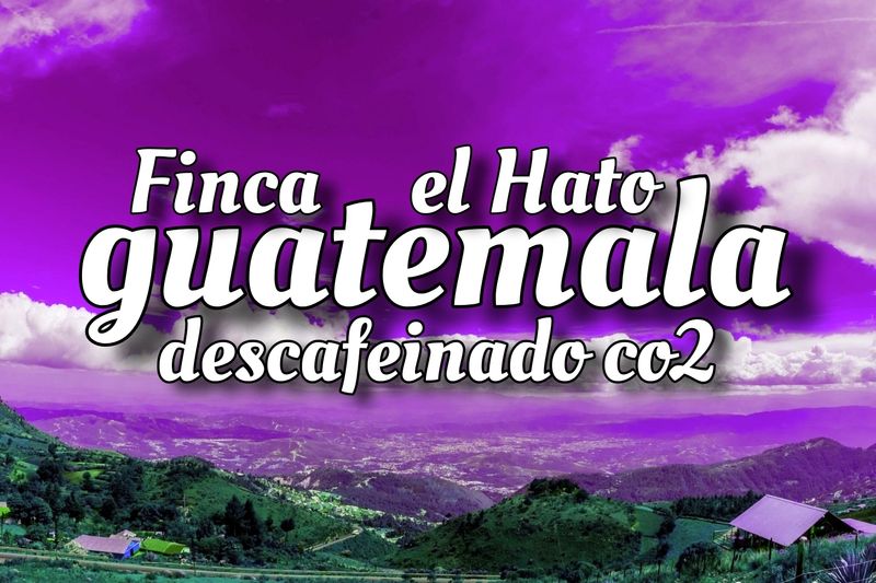 Descafeinado Guatemala Finca El Hato