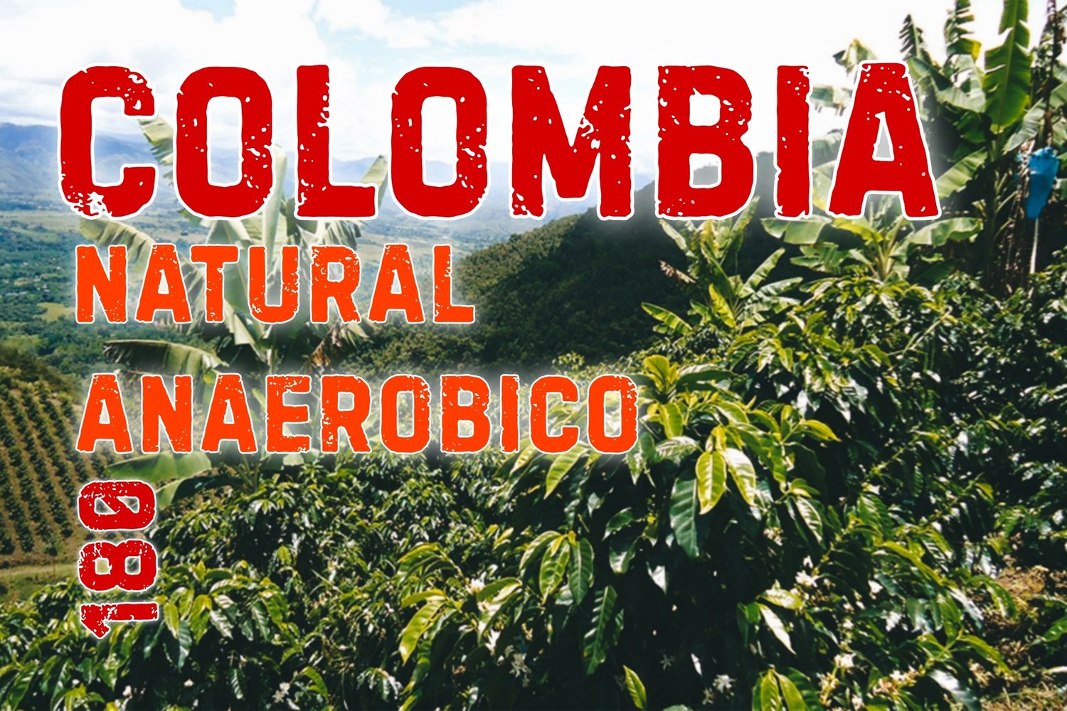 Colombia Anaeróbico 180