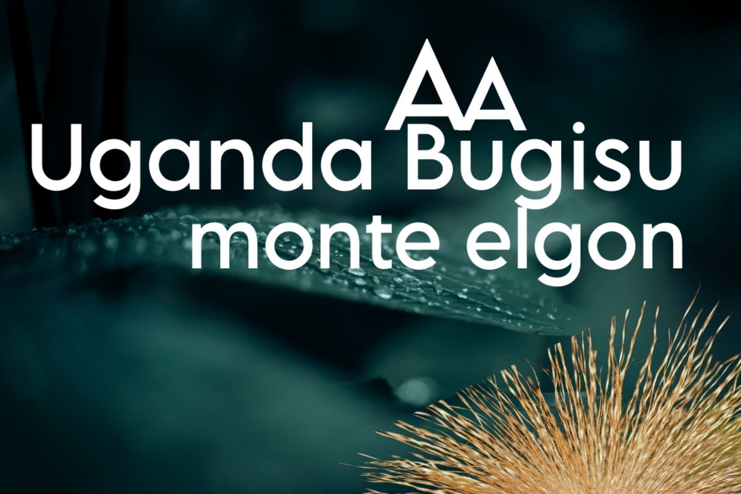 Uganda Bugisu AA Monte Elgon