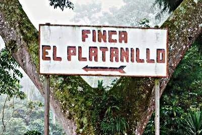 Guatemala Platanillo