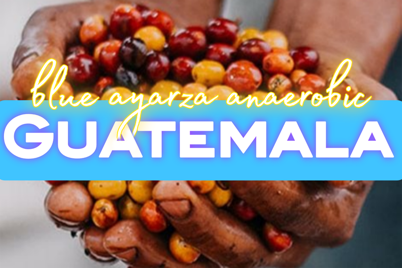 Guatemala Blue Ayarza Anaerobic