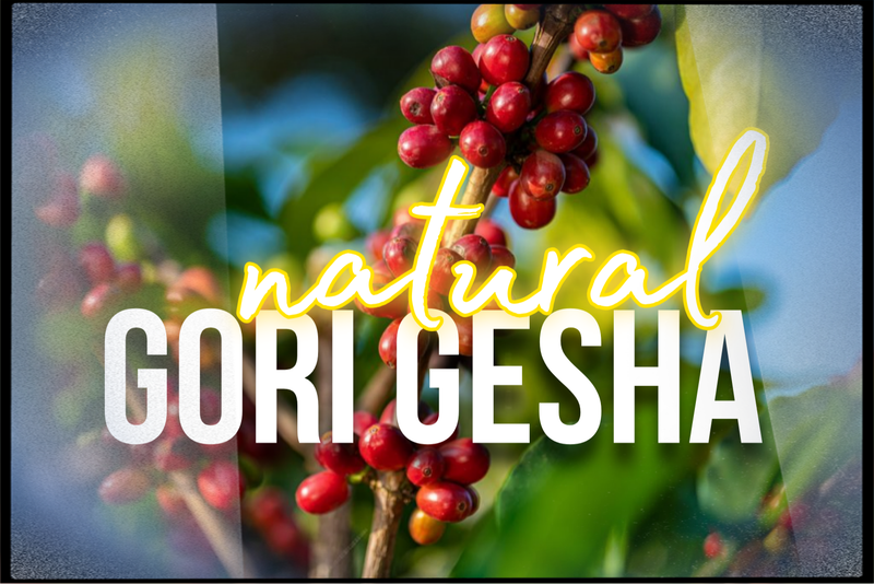 Etiopía Natural Gori Gesha