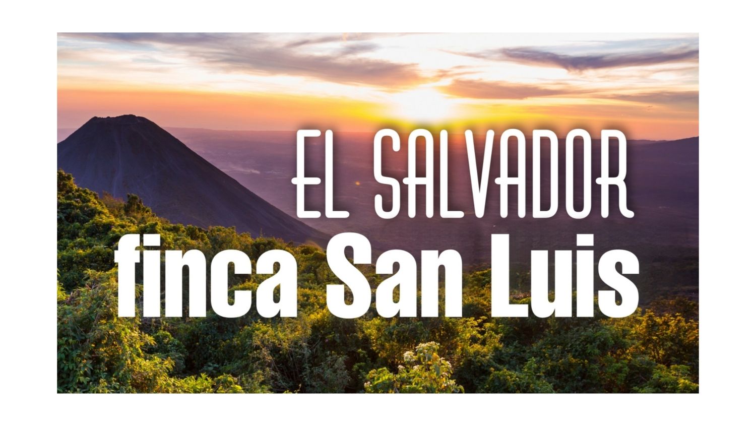 El Salvador Finca San Luis El Salvador Finca San Luis