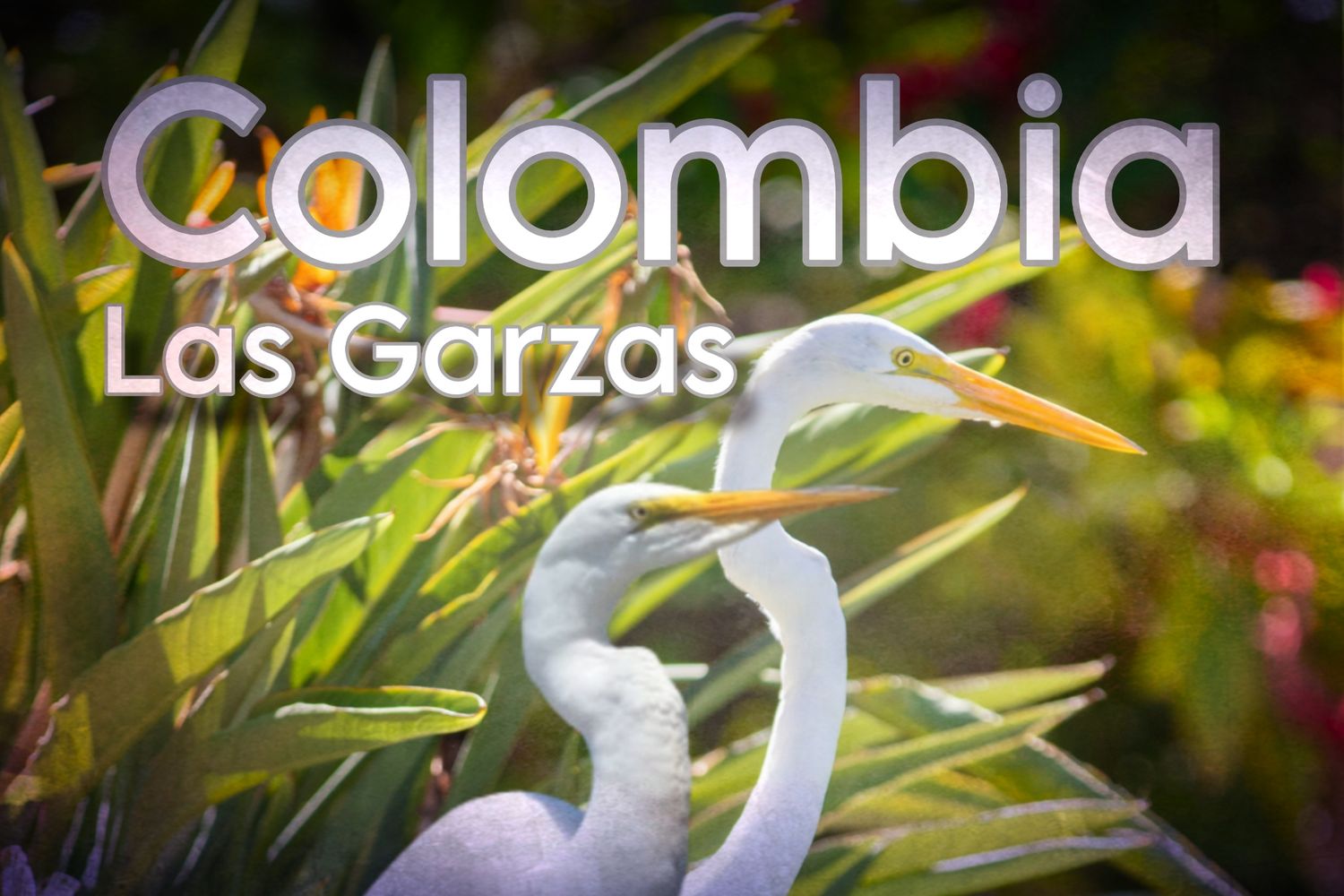 Colombia Las Garzas natural