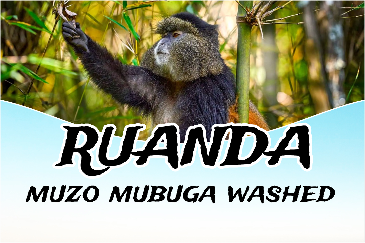 Rwanda Muzo washed Rwanda Muzo washed