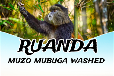 Rwanda Muzo washed