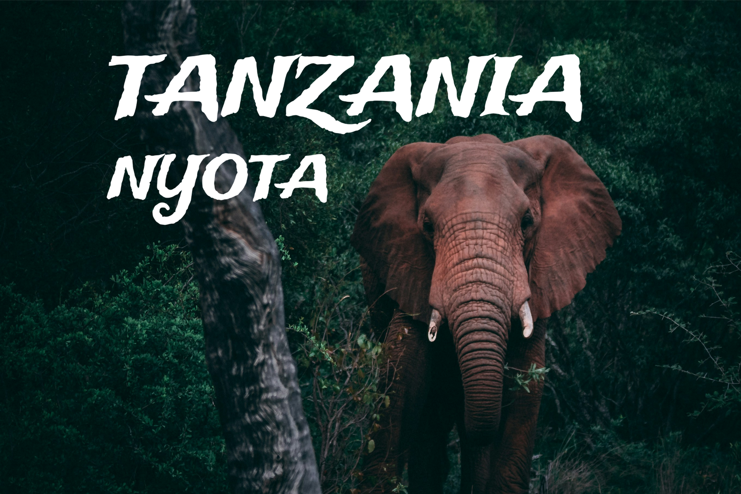 Tanzania Lavado Nyota Tanzania Lavado Nyota