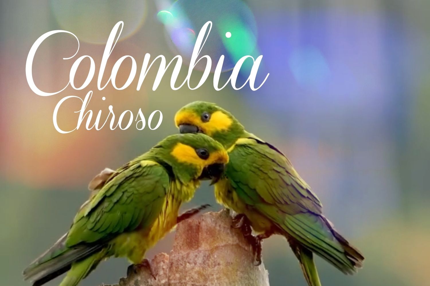 Colombia Chiroso