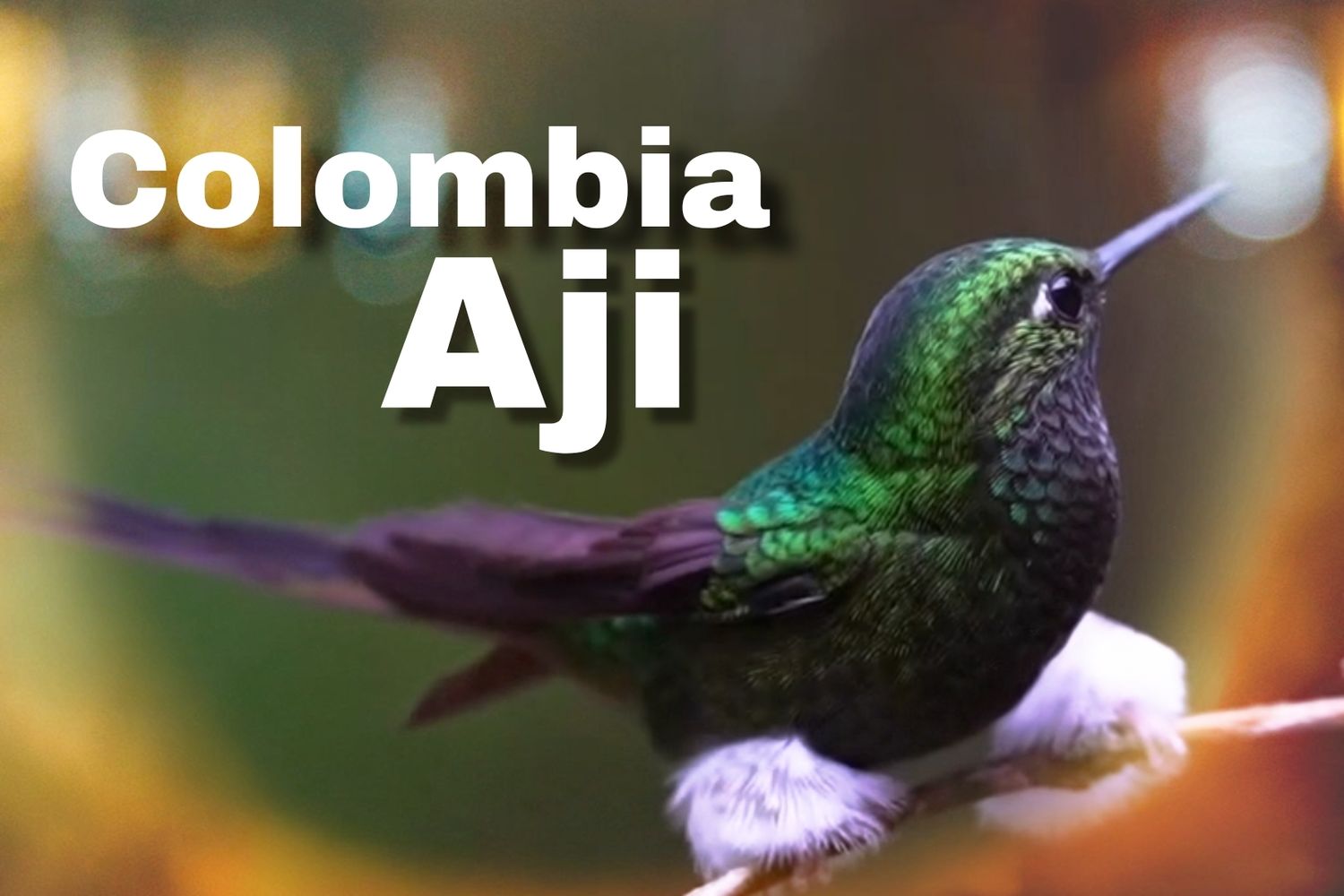 Colombia Aji