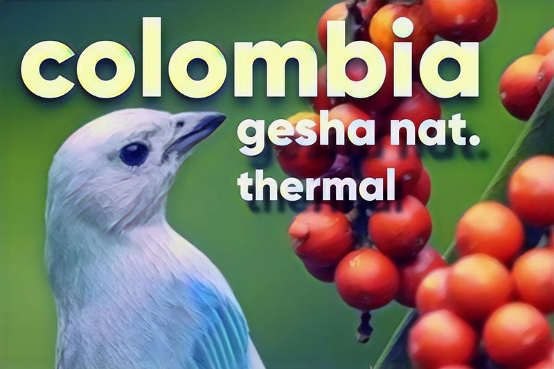 Colombia gesha Natural thermal