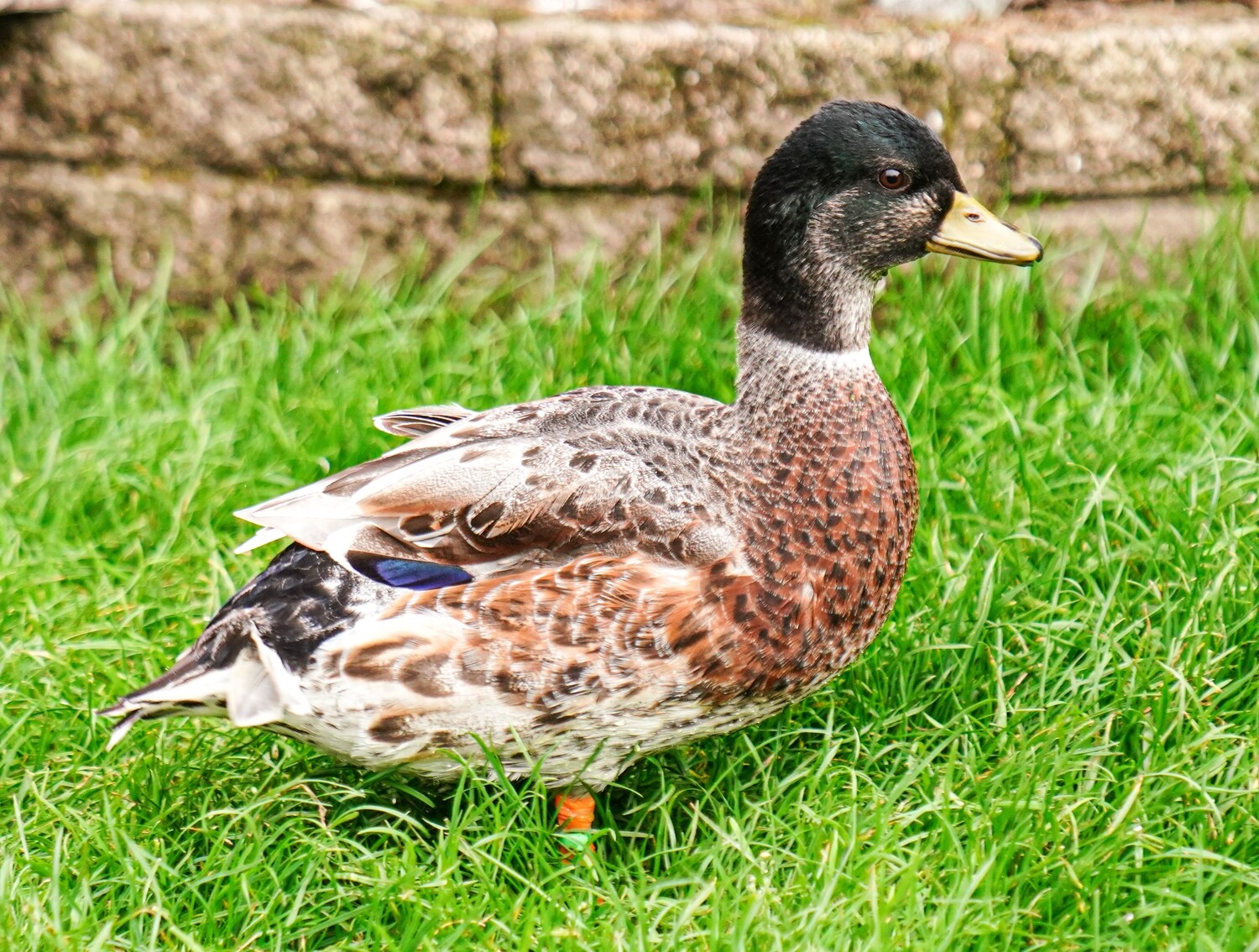 Single Call Duck