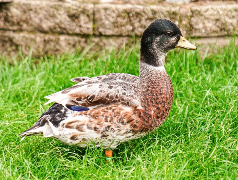 Single Call Duck