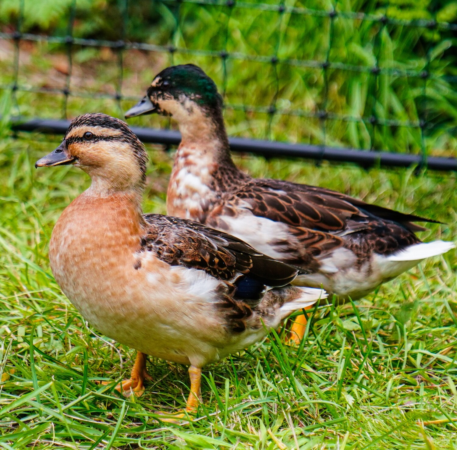Pair of Call Ducks