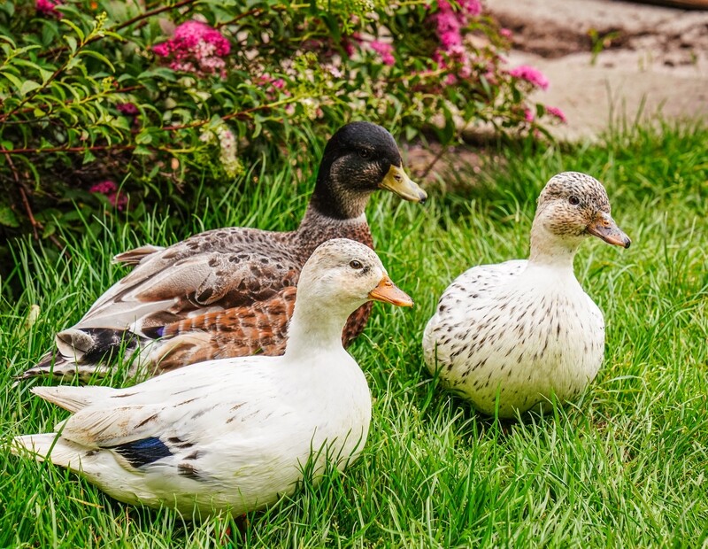 Trio of Call Ducks