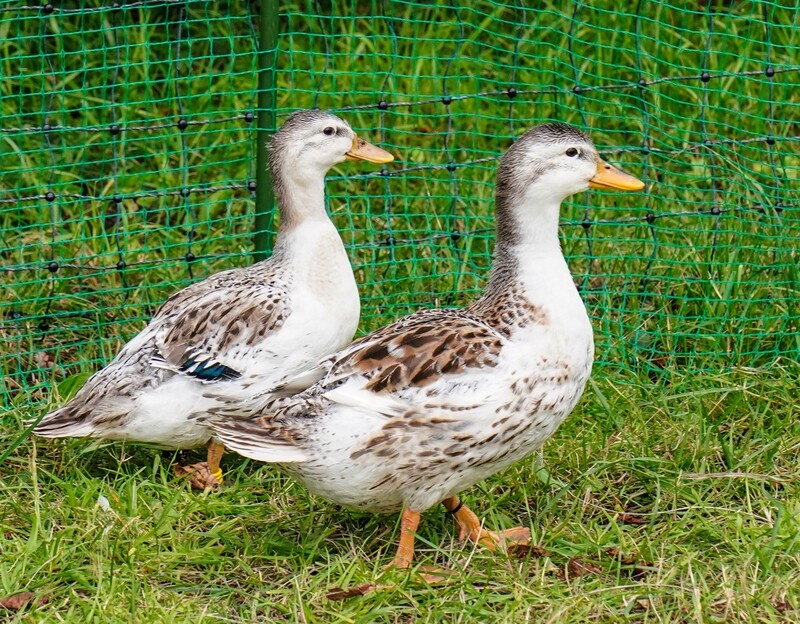 Pair of Miniature Appleyards