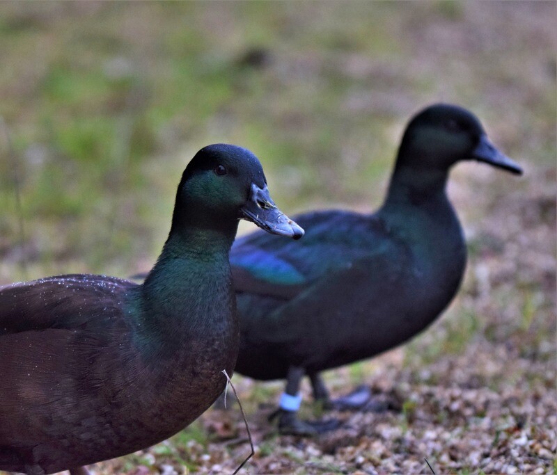 Pair of Black East Indies