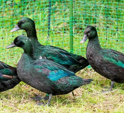 Trio of Black East Indies