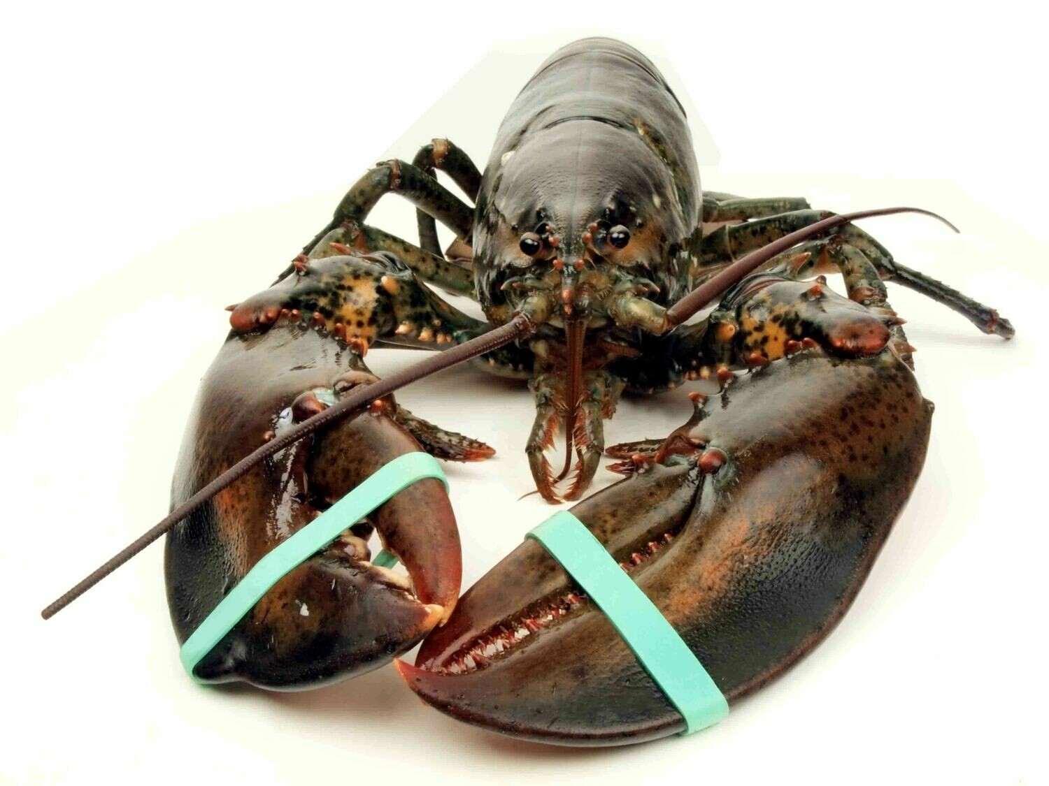 Live Maine Lobster Live Maine Lobster