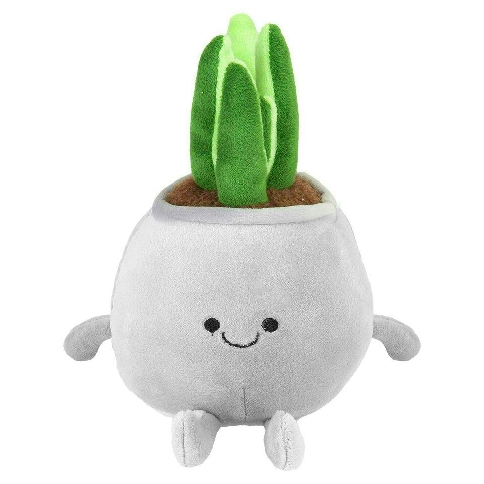 Κούκλα Λούτρινη Φυτό σε  Γλαστράκι