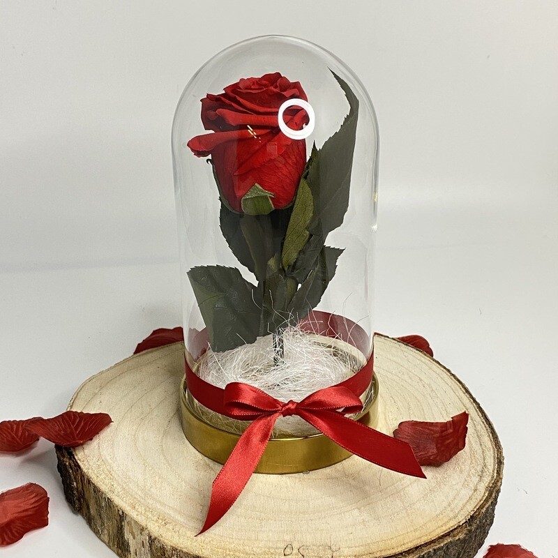 Ewige Rose in der Glasglocke