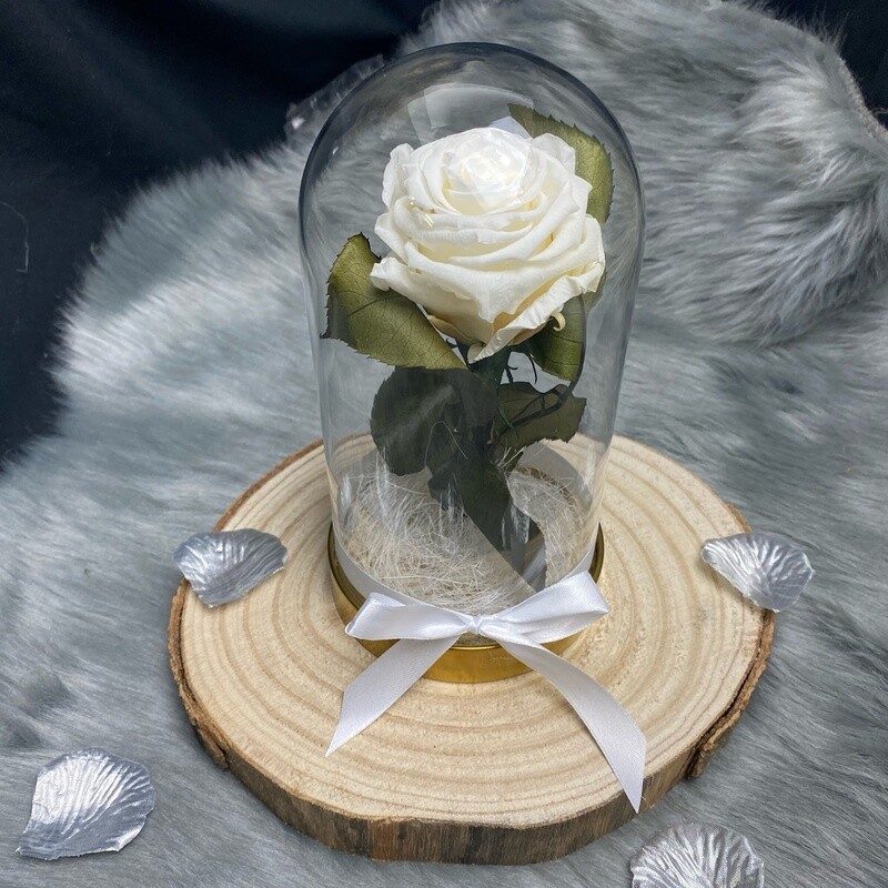 Ewige Rose in der Glasglocke (weisse Rose)