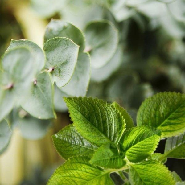Luxury Wax Melts - NEW! Eucalyptus And Sweet Mint