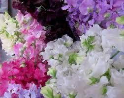 Luxury Wax Melts - NEW! Sweet Pea &amp; Jasmine