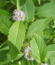 Luxury Wax Melts - NEW! Wild Mint