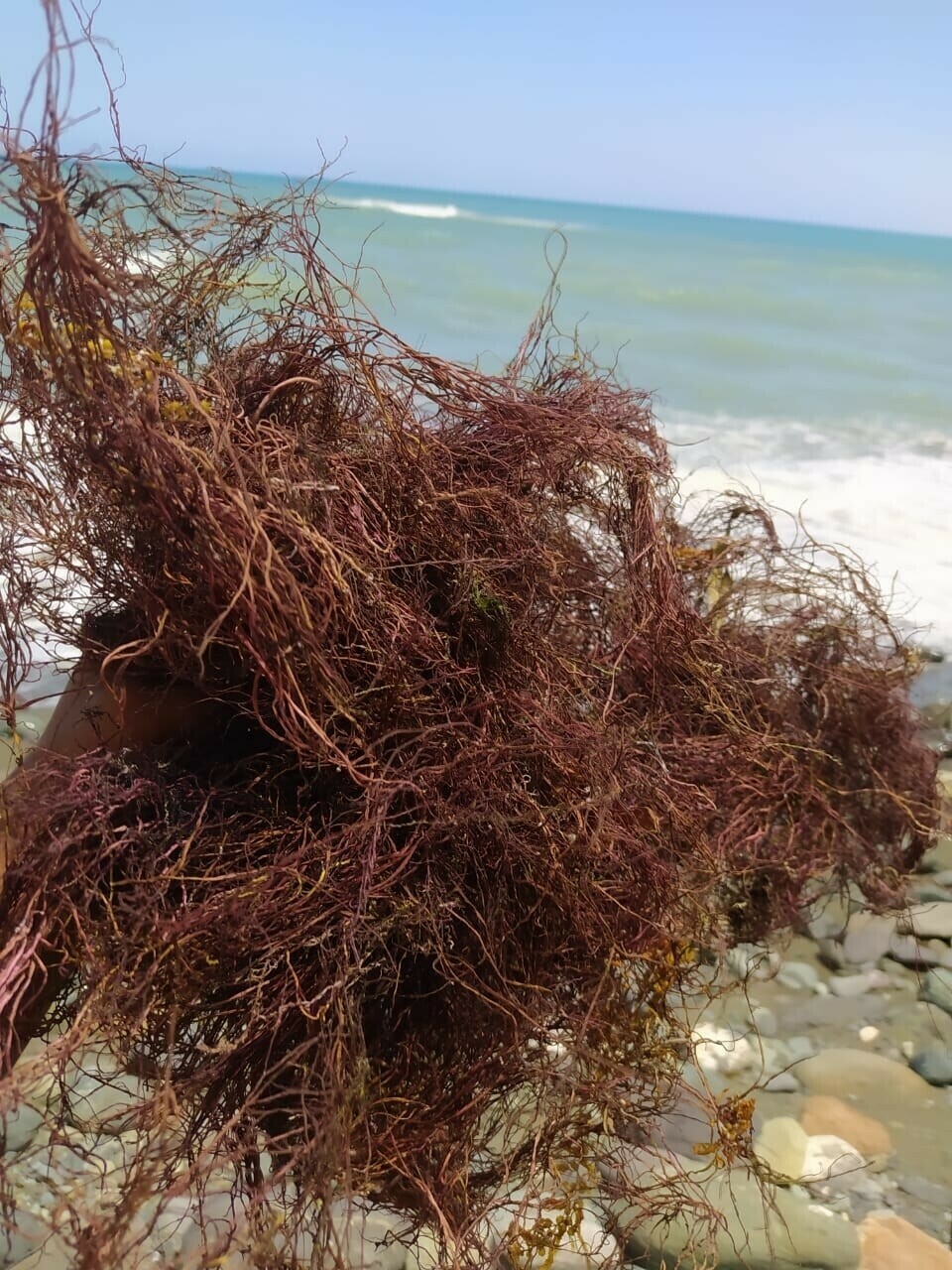 Jamaican Wild Crafted Purple String Sea Moss 2 kg