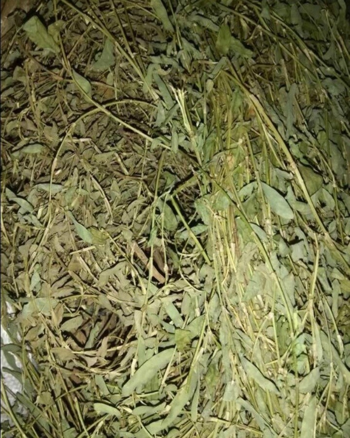 Jamaican Medina herb  70g