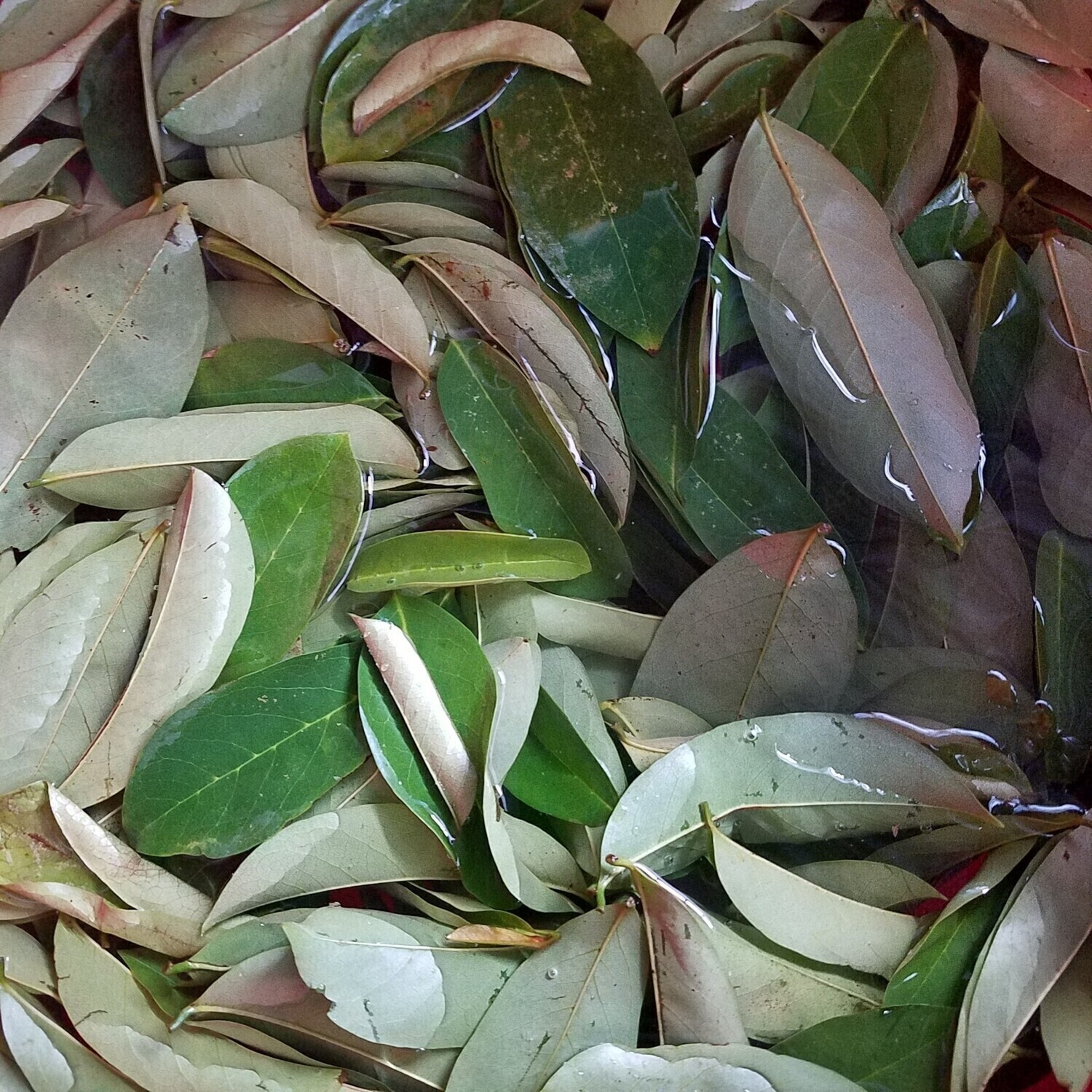 Jamaican Soursop leaves 10 g