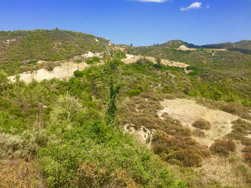 Olive Harvesting in Halkidiki, Greece