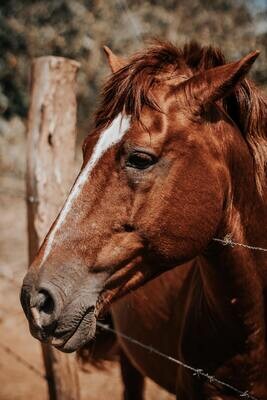 Farm &amp; Ranch-Equine