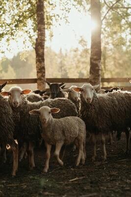 Farm &amp; Ranch-Sheep