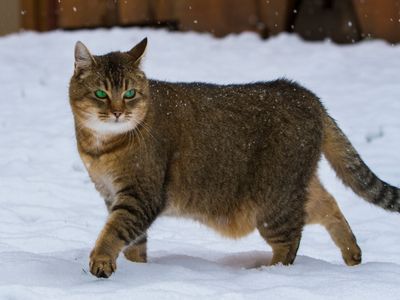 Cat
