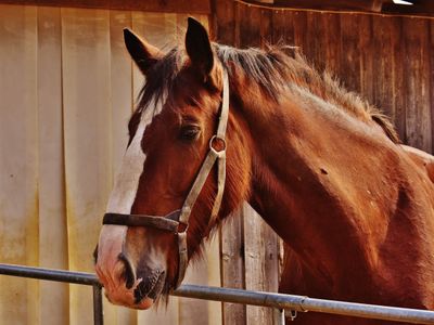 Equine