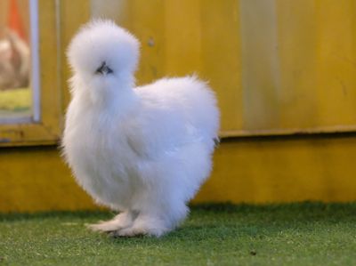 Poultry