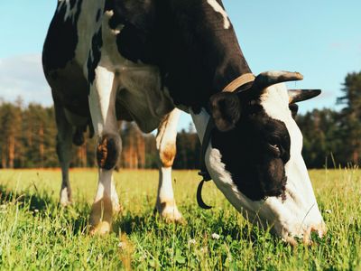 Bovine