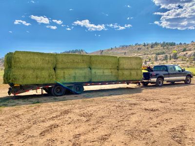 Hay and Bedding